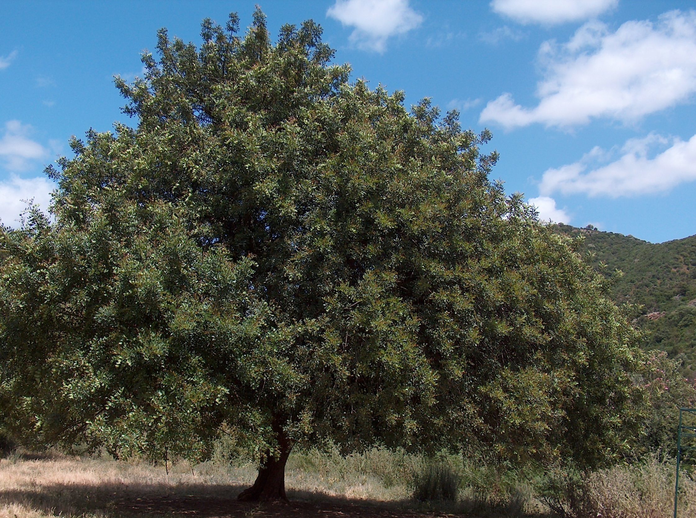 The Carob Tree